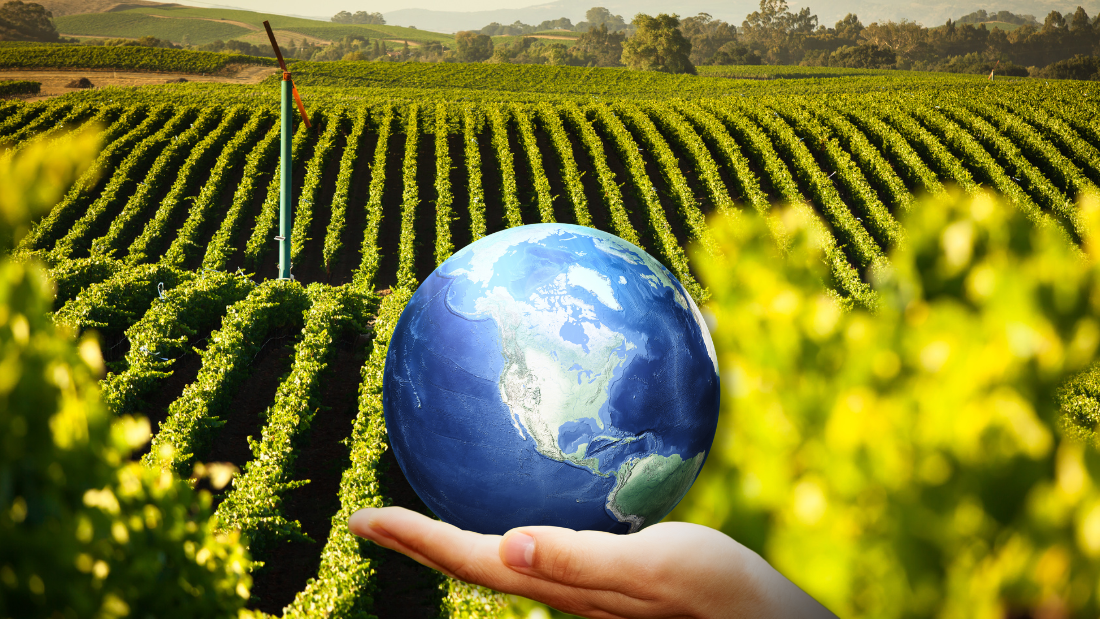 Understanding Winery Sustainability