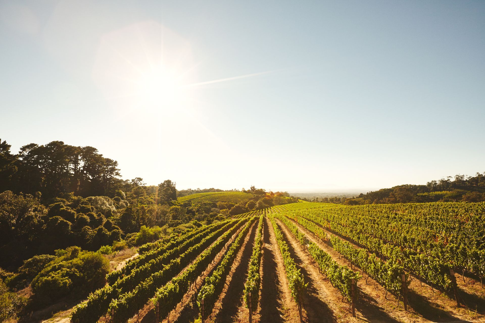 Kickstart Your Winery Sustainability Efforts