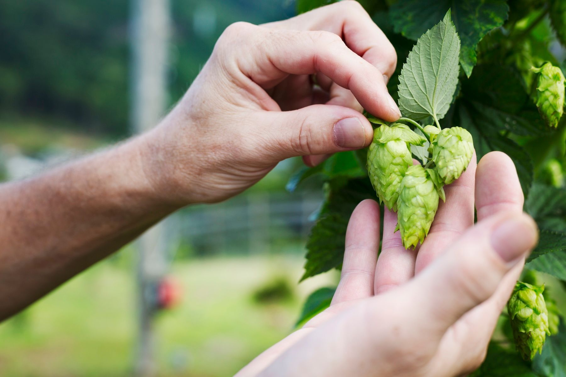 Is Hop Water the Next Big Thing in Nonalcoholic Drinks?