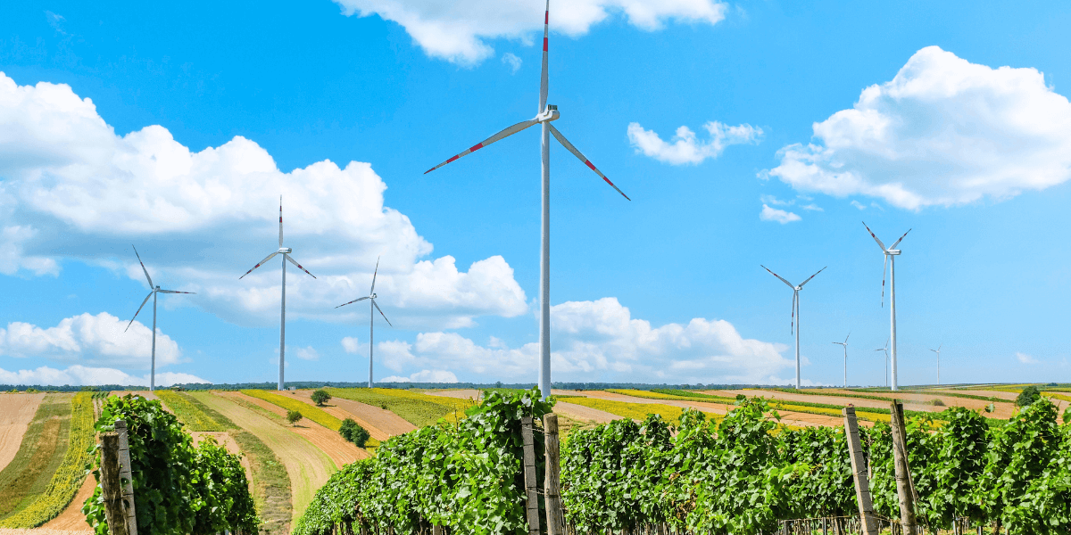 a vineyard with wind turbines