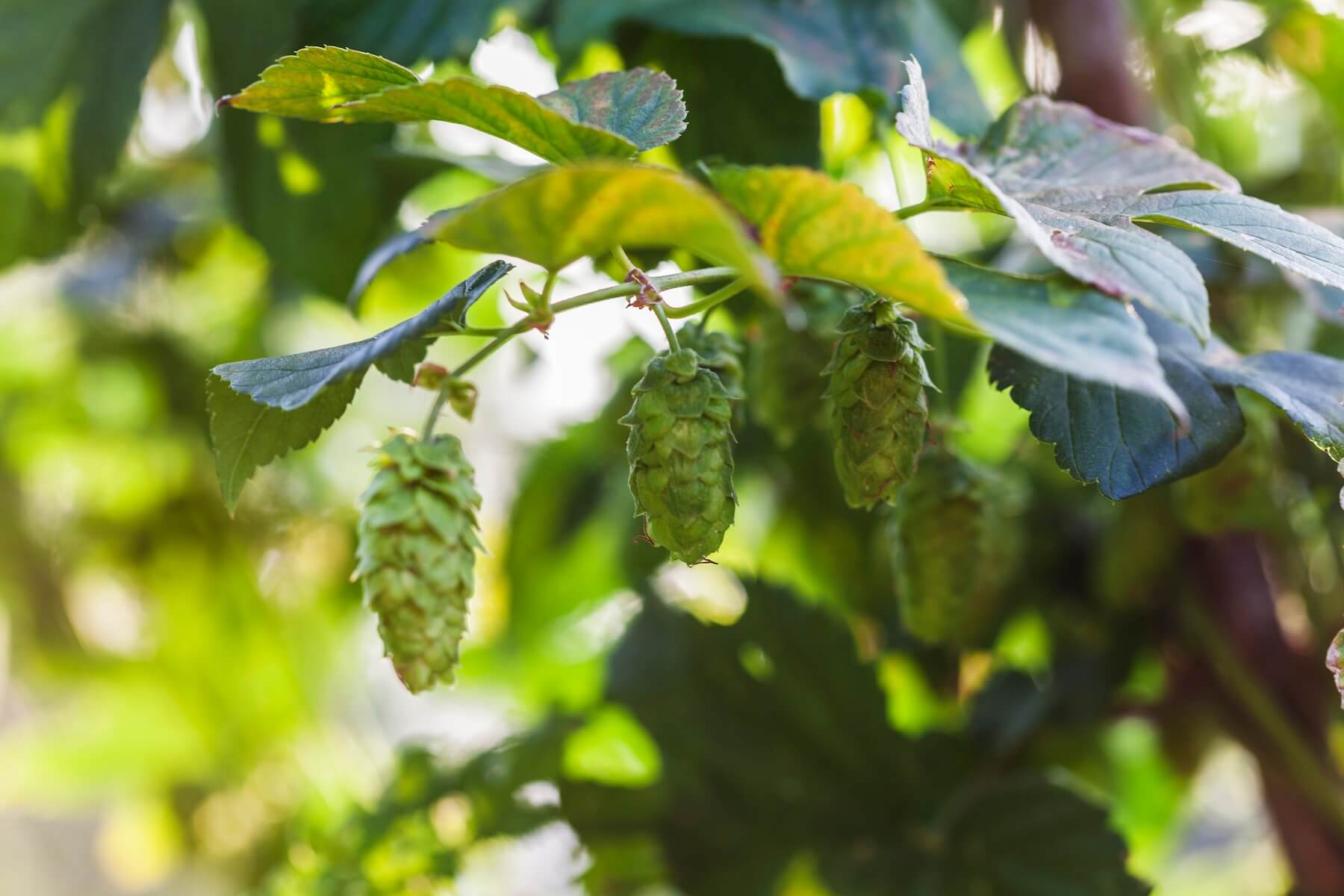 How is Non-Alcoholic Beer Made? A Brewer’s Guide to Go Alcohol Free