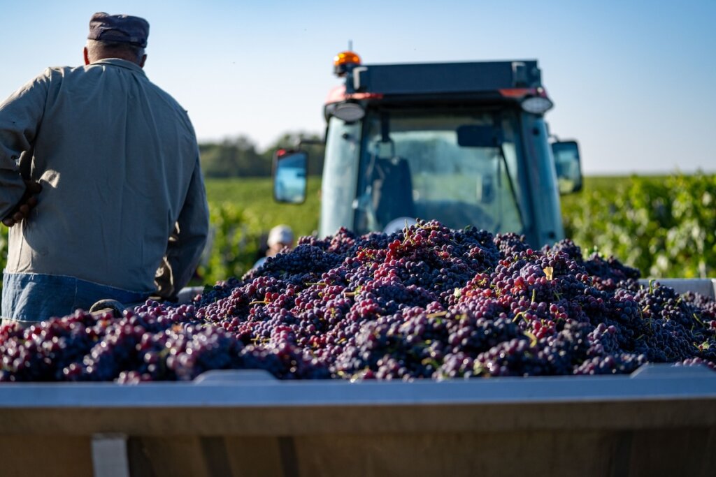 Harvest season with workers collecting grapes in a vineyard with a tractor in the background under a clear blue sky