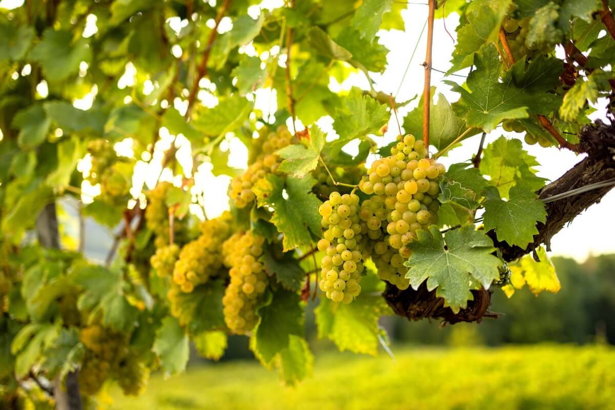 White ripe grapes on the vine in the sun