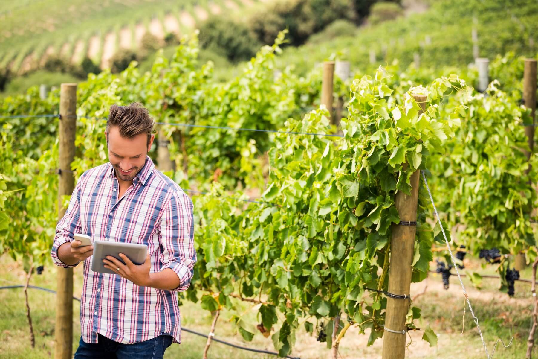 Young man using digital tablet and phone at vineyard