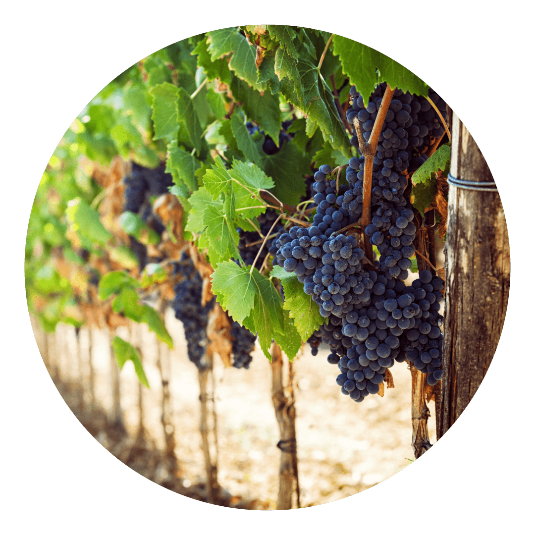 A photo of grapes on a vine in a vineyard