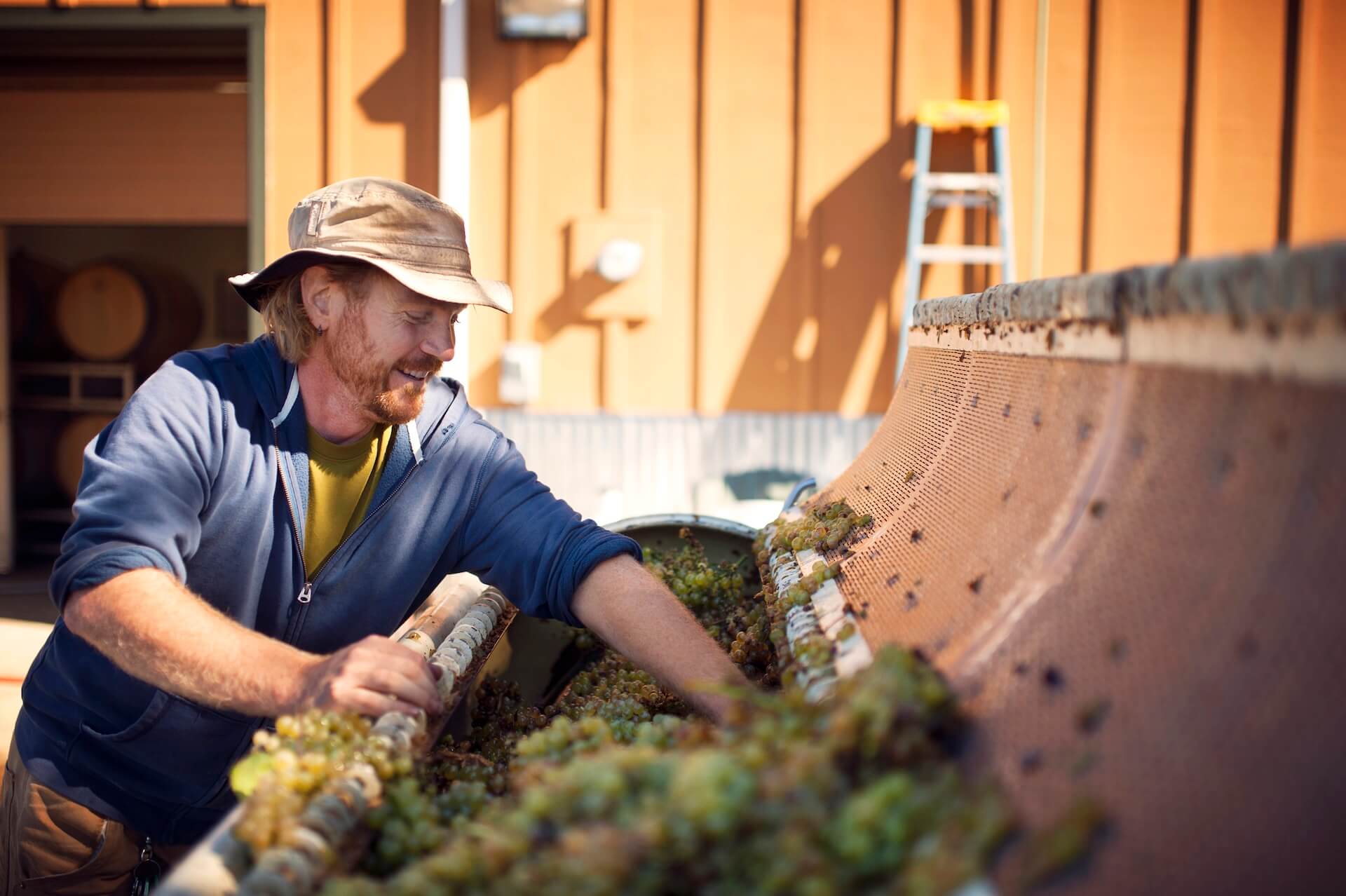 Happy Winemaker Putting Grapes In Machinery During Harvest